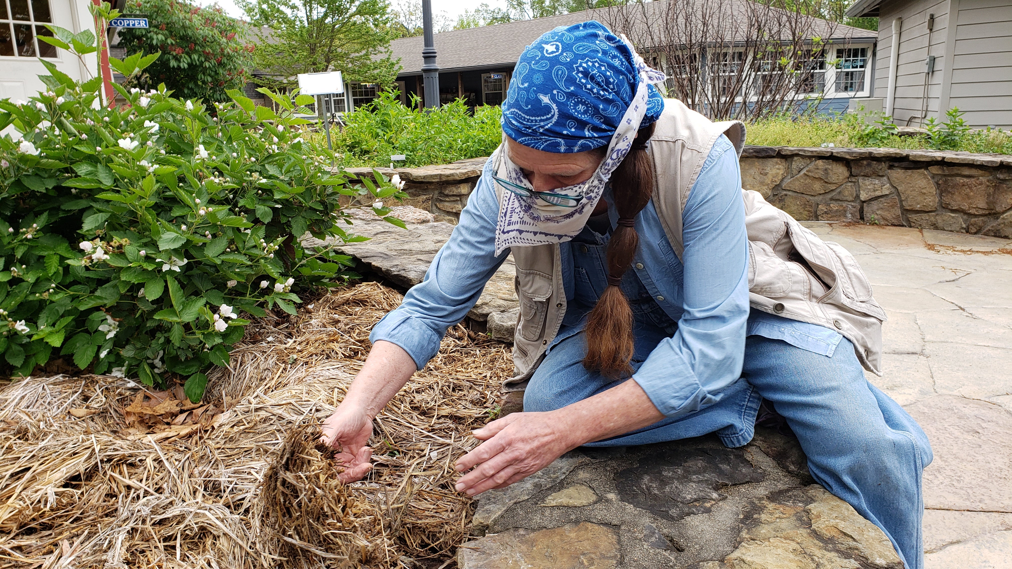 Tina Marie Wilcox distributes straw mulch around a raspberry plant in the accessible garden